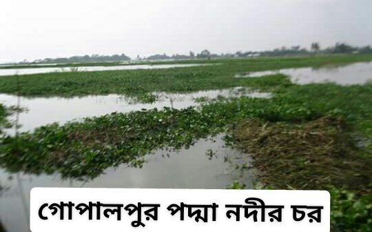 গোপালপুর-পদ্মা-নদীর-চর