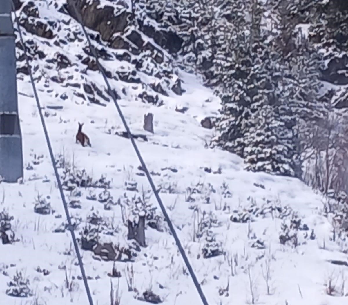 শামনীতে-আল্পসের-চূড়ায়-হরিণ